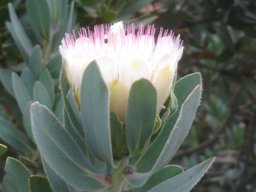 Protea subvestita leaves